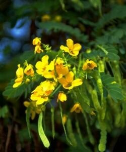 Сенна Александрийская - Кассия Остролистная (лат. Cassia Angustifolia) семена 15шт + подарочек