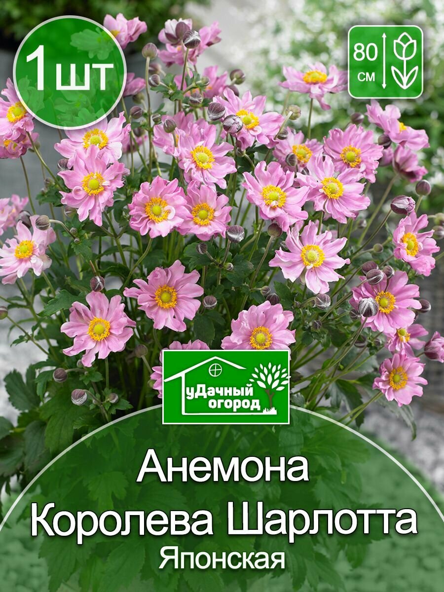 Анемона Королева Шарлотта 1 шт.