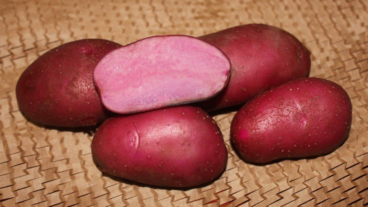 Семенной селекционный картофель сюрприз Суперэлита 1 кг