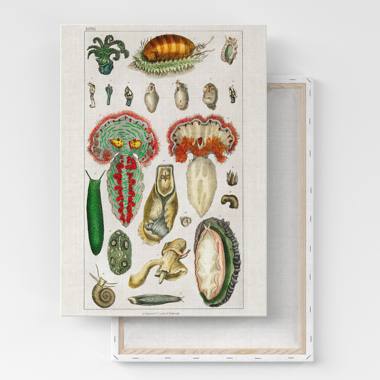 Картина на холсте, репродукция / Goldsmiths Animated Nature / Размер 40 x 53 см