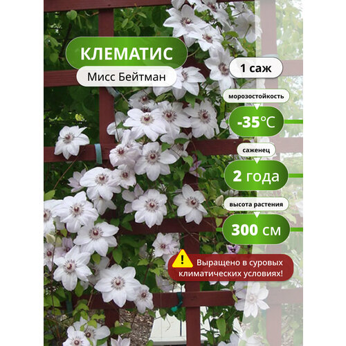 Клематис Мисс Бейтман, клематиса, вьющийся, морозостойкий белый