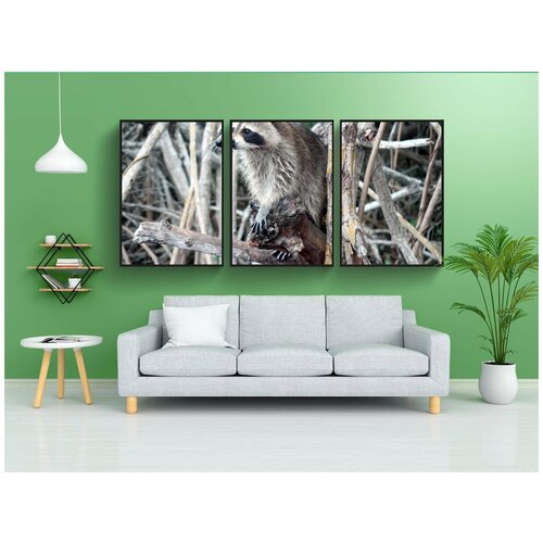 фото Набор модулных постеров для интерьера "енот, мангровые леса, дикая природа" 60x90 см. в тубусе, без рамки lotsprints