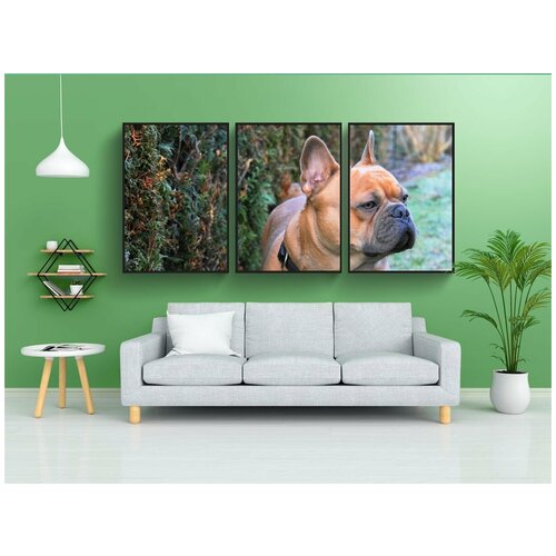 фото Набор модулных постеров для интерьера "французский бульдог, собака, домашнее животное" 60x90 см. в тубусе, без рамки lotsprints