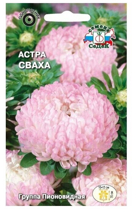 Семена астры Сваха