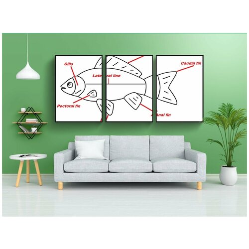 фото Набор модулных постеров для интерьера "рыбы, плавники, карп" 60x90 см. в тубусе, без рамки lotsprints