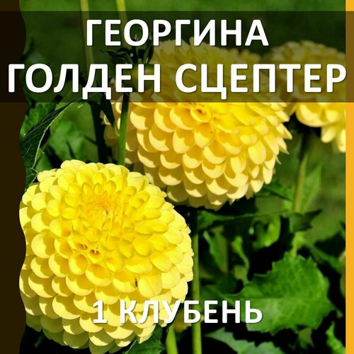 Цветы многолетние клубни георгина Голден Сцептер(Golden Scepter), 1 шт