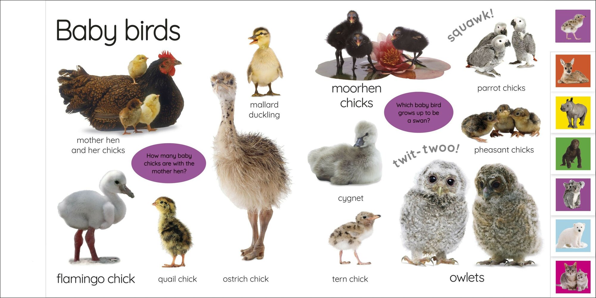 My First Baby Animals. Let's Find Our Favourites! - фото №3