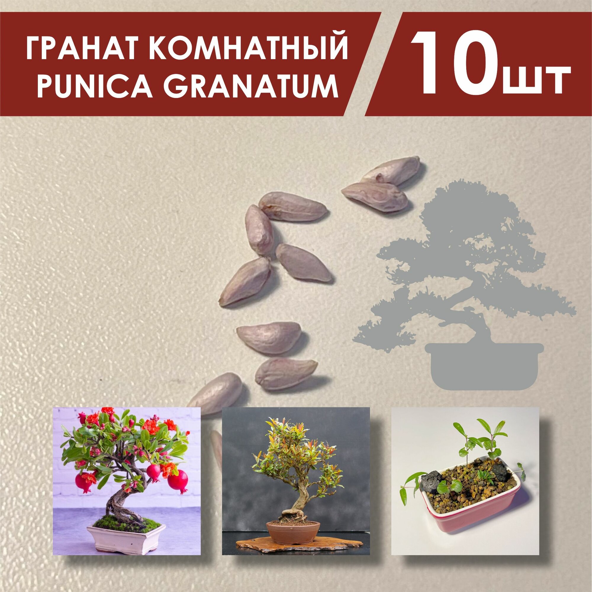 Семена граната комнатного 10 шт. / Гранат комнатный Punica granatum