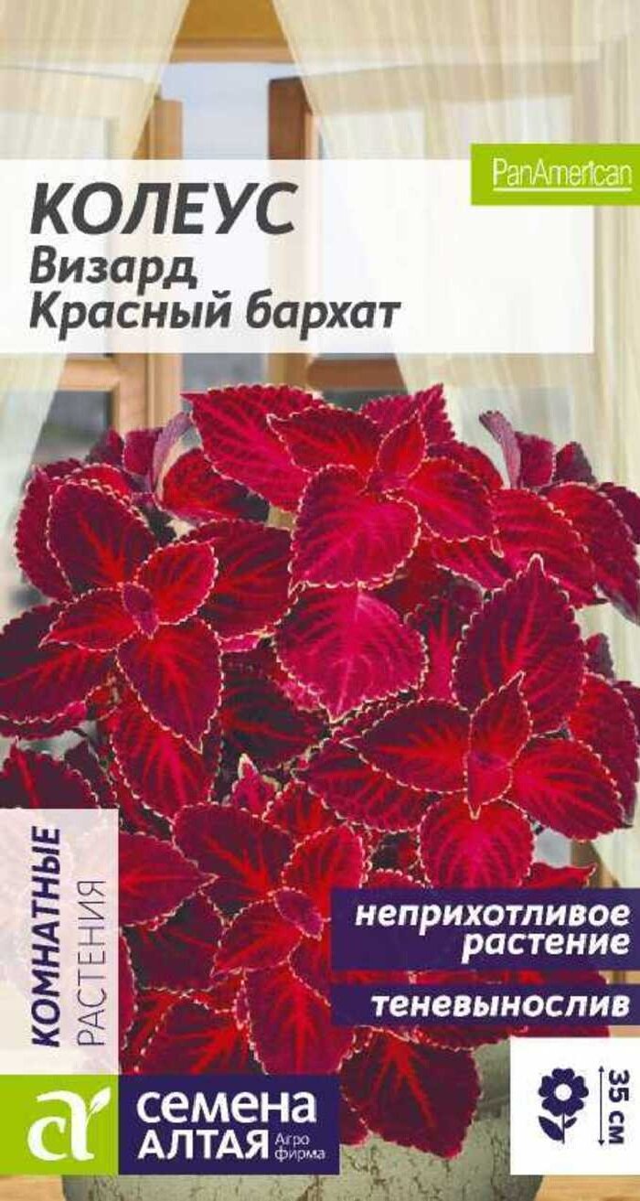 Колеус Визард Красный бархат (5 семян)