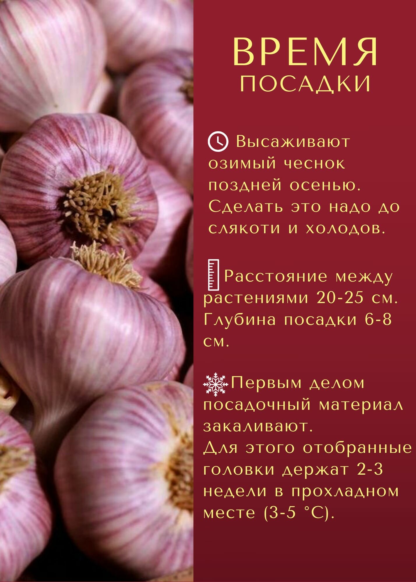 Чеснок отборный, сухой, морозостойкий, высокоурожайный Сорт озимого Чеснока 500гр. для посадки осенью, Садовый Домашний — фото 1