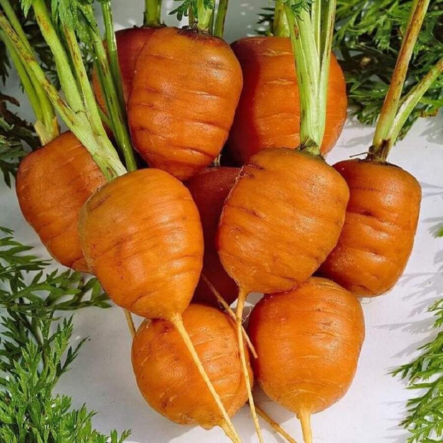 Семена Deodar SEEDS COMPANY Морковь Парижский рынок 50 шт.