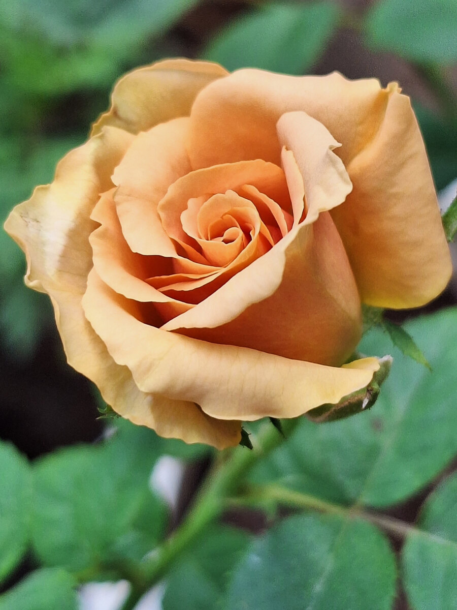 Роза чайно-гибридная Тоффи (Toffee) 1 шт карамельный бежевый