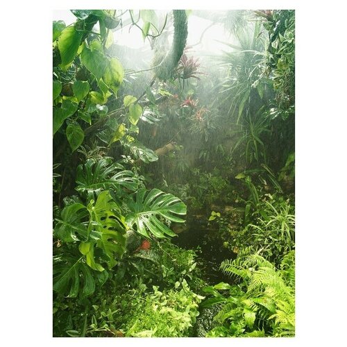 Фотообои Fotooboikin Тропический лес 200х270 3411₽