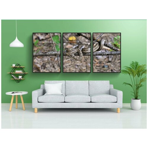 фото Набор модулных постеров для интерьера "гадюка, ядовитый, змеи" 60x90 см. в тубусе, без рамки lotsprints