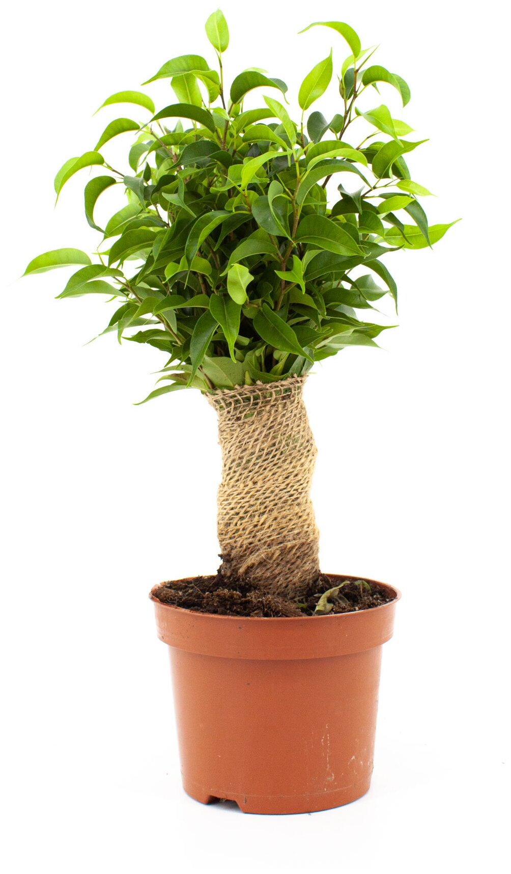 Ficus Kinky