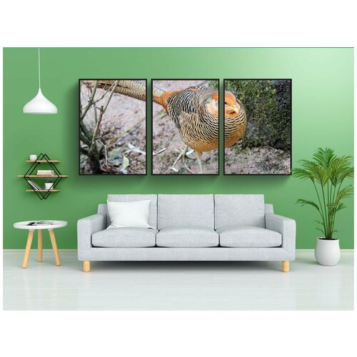 фото Набор модулных постеров для интерьера "золотой фазан, фазан, птица" 60x90 см. в тубусе, без рамки lotsprints