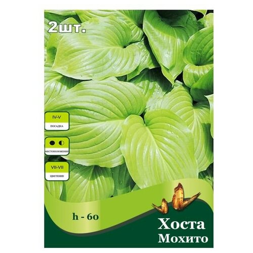Хоста Мохито /2 шт/