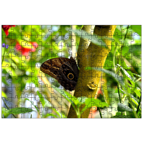 фото Магнитный пазл 27x18см."бабочка, насекомое, крыло" на холодильник lotsprints