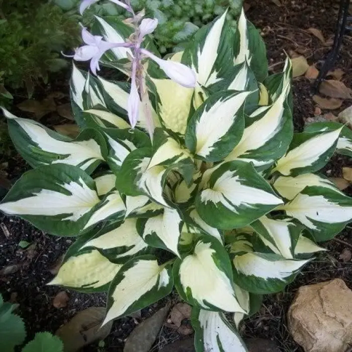 STA Луковица Хоста Fire and Ice 1 шт