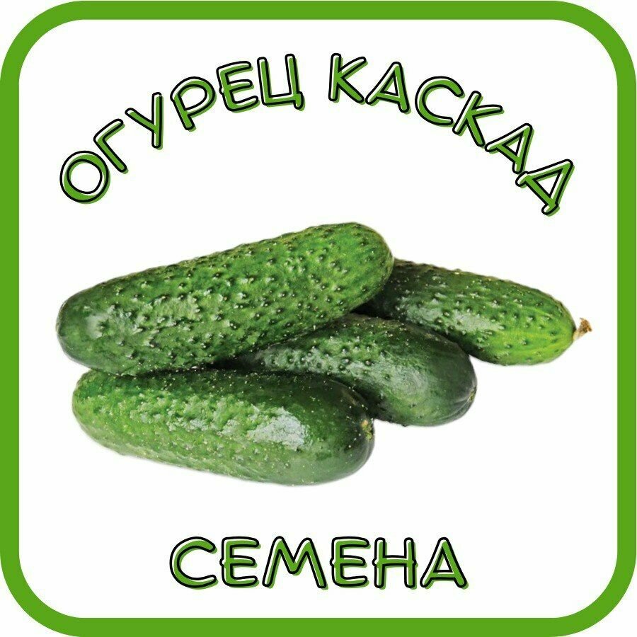 Огурец Каскад семена