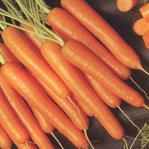 Морковь Медовая 2 гр.