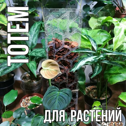 Тотем для растения - соты