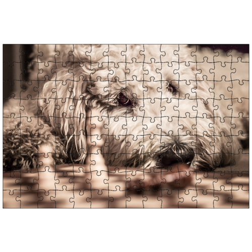 фото Магнитный пазл 27x18см."goldendoodle, собака, игра в шахматы" на холодильник lotsprints