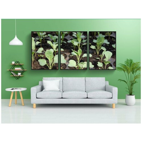 фото Набор модулных постеров для интерьера "рассада, капуста, грядка" 60x90 см. в тубусе, без рамки lotsprints