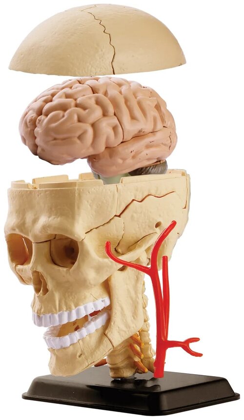 Набор Edu Toys Cranial Nerve Skull Anatomy Model, SK010, 1 эксперимент