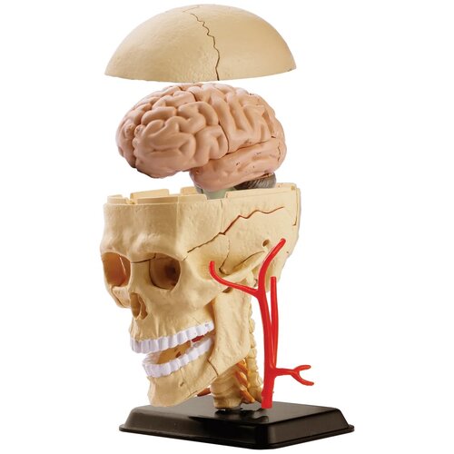 Набор Edu Toys Cranial Nerve Skull Anatomy Model, SK010, 1 эксперимент