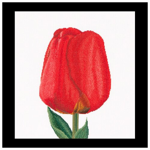 фото Набор для вышивания красный тюльпан, канва aida 18 ct 34 х 36 см thea gouverneur 521a