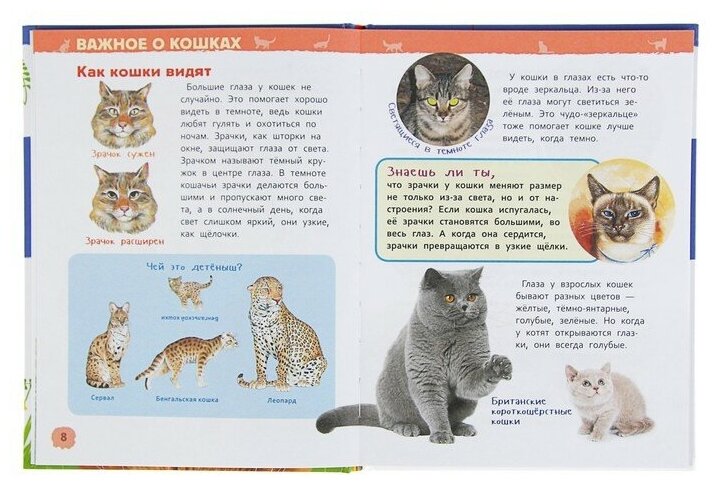Росмэн Энциклопедия для детского сада «Кошки и котята» - фото №8