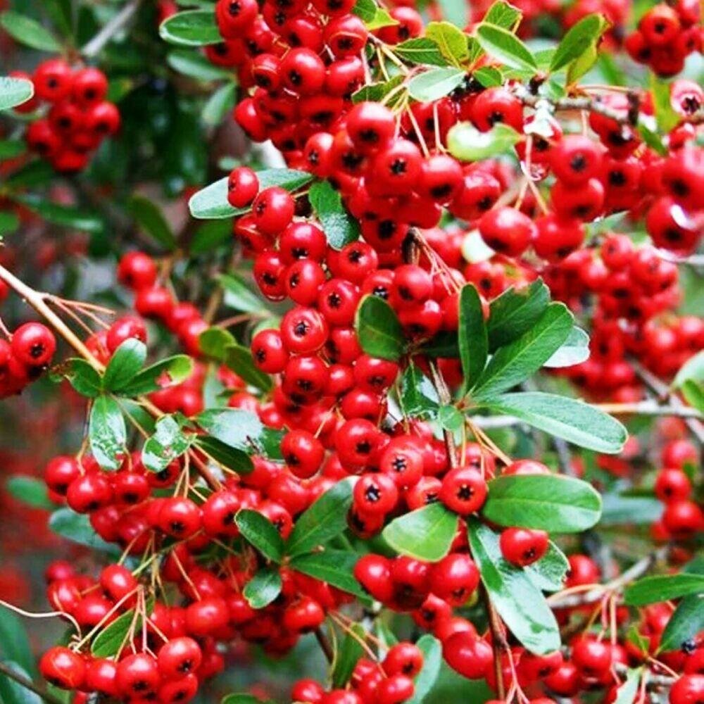 Пираканта ярко-красная (лат. Pyracantha coccinea) семена 50шт + подарочек