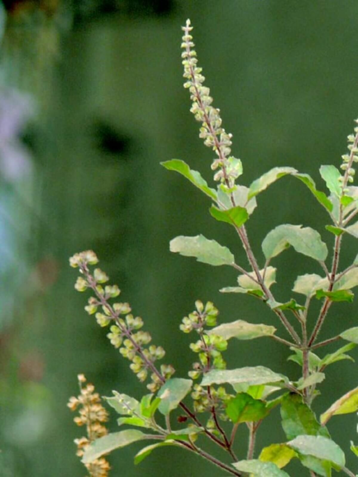 Рама Туласи - Базилик священный (лат. Ocimum tenuiflorum) семена 150шт + подарочек