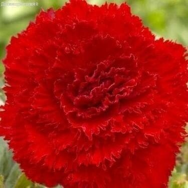 фото Бегония Фимбриата Ред (1 клубень). Holland Bulbs (Голландия)