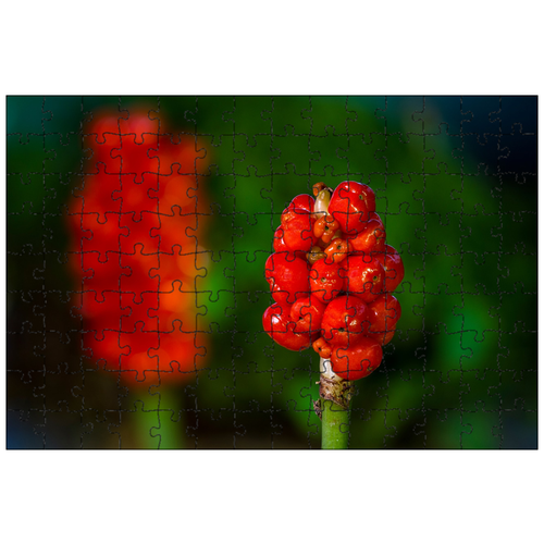 фото Магнитный пазл 27x18см."arum, подставка для фруктов, ядовитое растение" на холодильник lotsprints