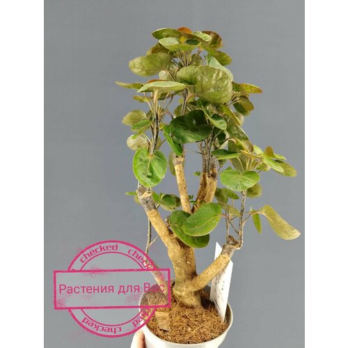 Полисциас Фабиан