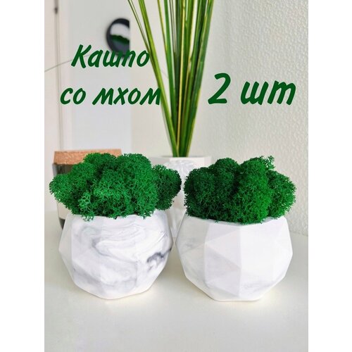 Кашпо и мох стабилизированный 1100₽