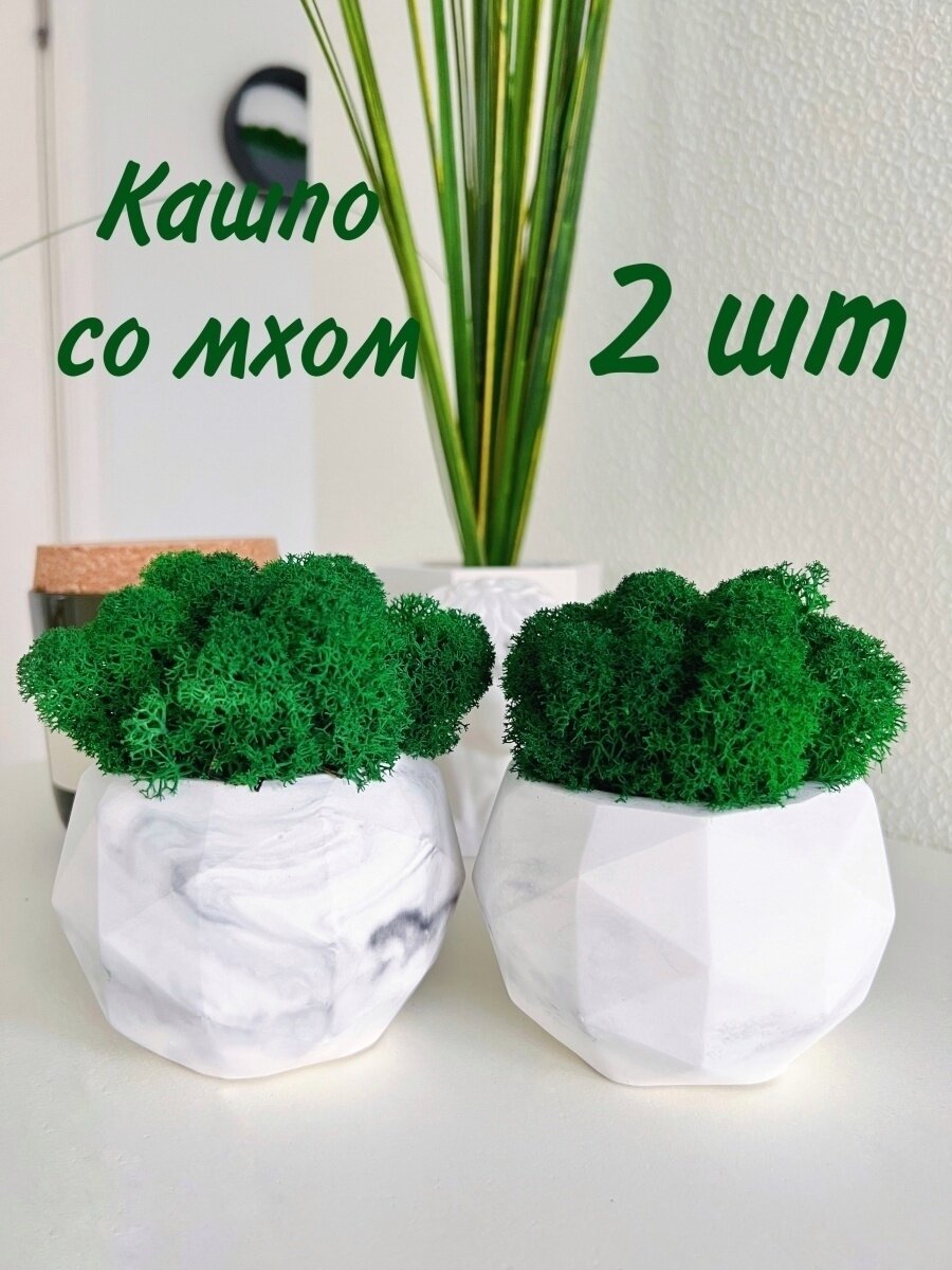 фото Кашпо и мох стабилизированный