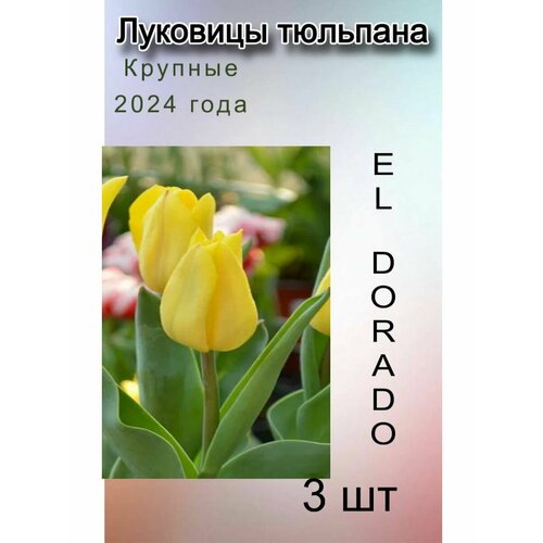 Луковицы Тюльпана El Dorado ( 3 шт)