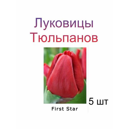 Луковицы Тюльпана First Star ( 5 шт)