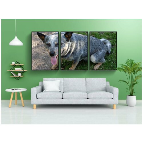 фото Набор модулных постеров для интерьера "синий хиллер, собака, домашний питомец" 60x90 см. в тубусе, без рамки lotsprints