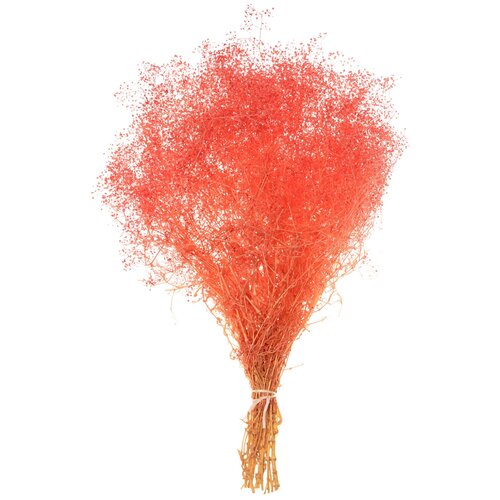 Гипсофила дикая 