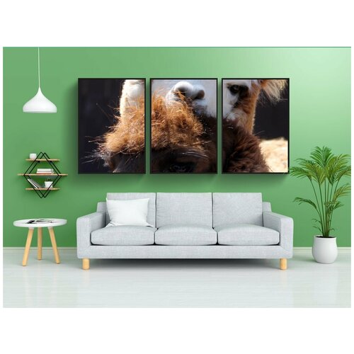 фото Набор модулных постеров для интерьера "лама, зоопарк, животное" 60x90 см. в тубусе, без рамки lotsprints