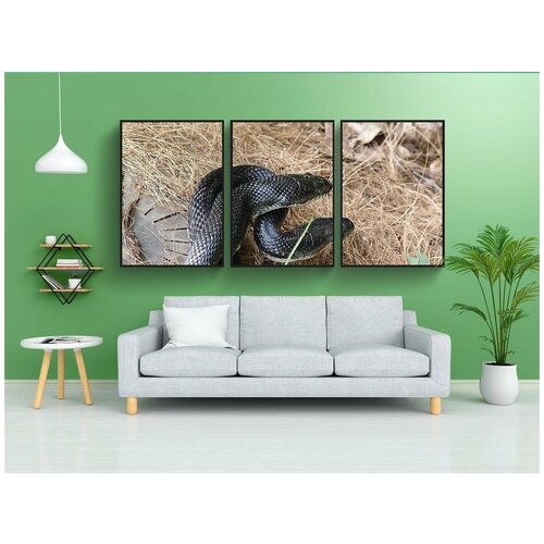 фото Набор модулных постеров для интерьера "змея, крыса змея, чернить" 60x90 см. в тубусе, без рамки lotsprints