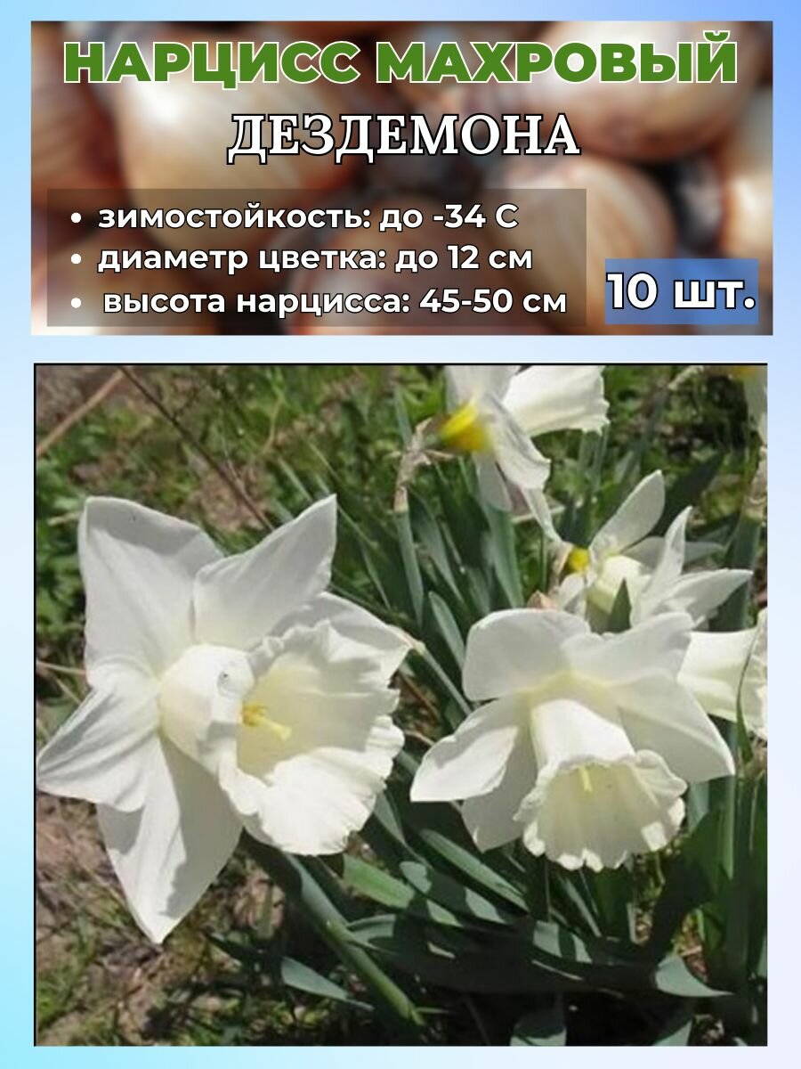 Нарцисс махровый луковицы 10 штук