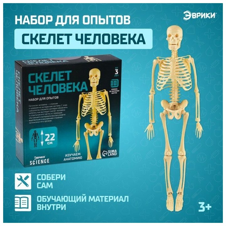 Набор для опытов Скелет человека 1 шт