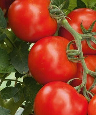 Семена томатов Феличита F1 (005 гр.)