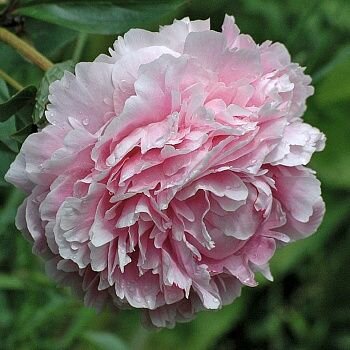 Пион молочноцветковый уфимец 1шт