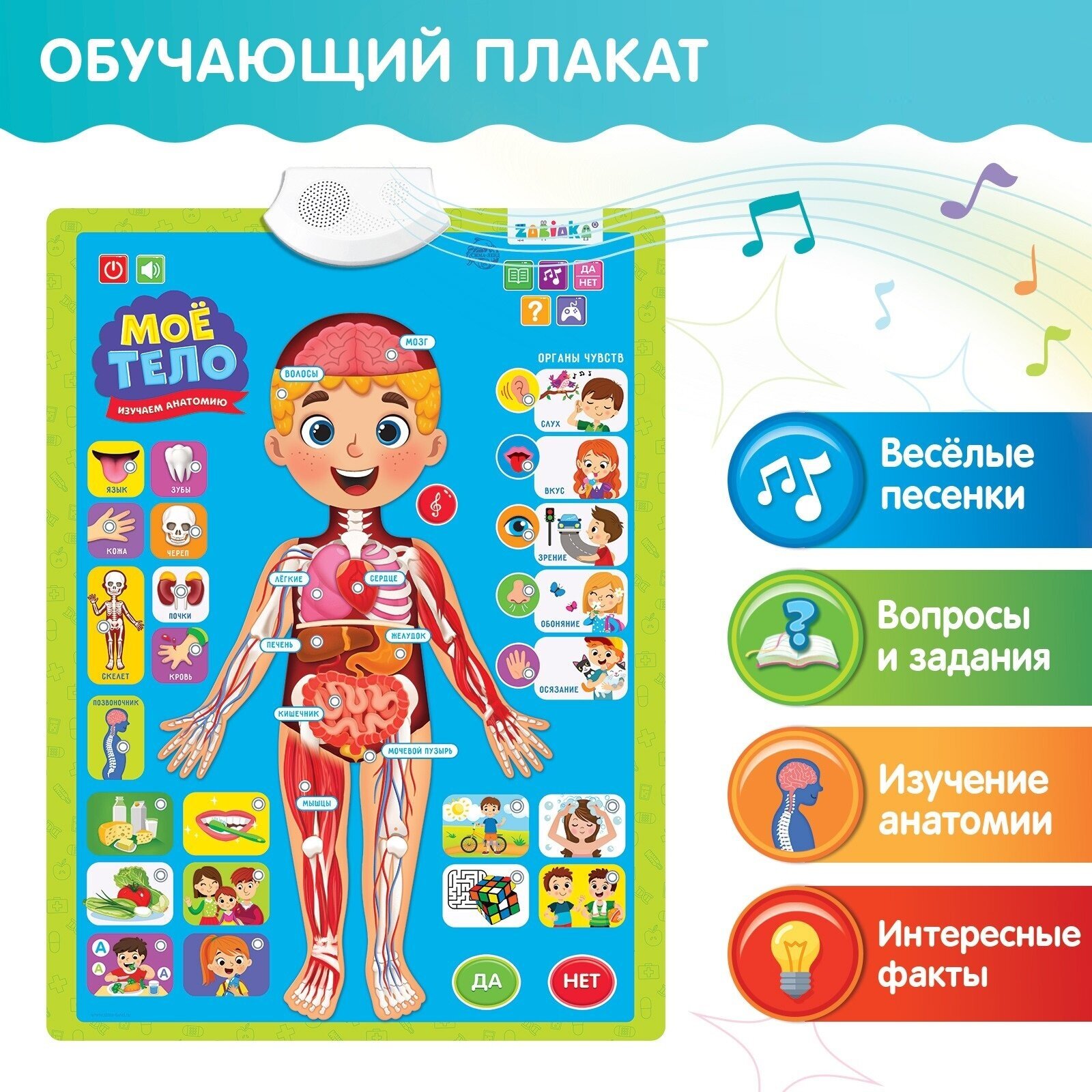 Электронный плакат Zabiaka Изучаем анатомию: Моё тело 5148294